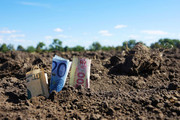 В Україні хочуть страхувати аграріїв від цінових коливань