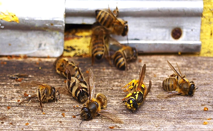 На Полтавщині фахівці Держпродспоживслужби на прохання бджолярів виїжджають на приватні пасіки