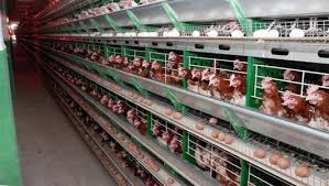 На Кременчугской птицефабрике погибло 600 тыс. кур из-за остановки работы вентиляции