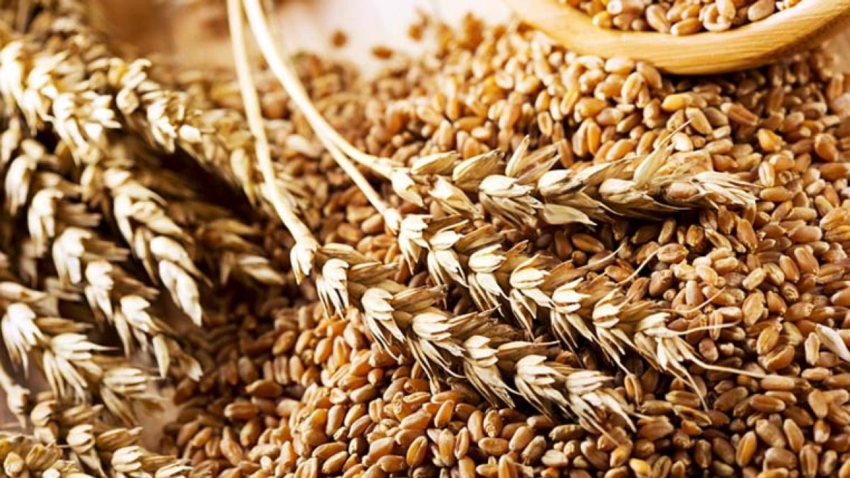 Запаси пшениці в Україні удвічі більші за минулорічні – міністр економіки