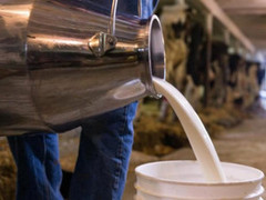 Ціни на молоко-сировину продовжують падати