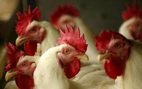 В Венгрии очаги птичьего гриппа A (H5N8) выявлены более чем на 60 фермах