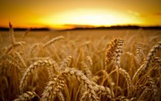 Названо ТОП-3 країн-імпортерів українського зерна минулого тижня