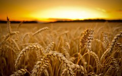 Названо ТОП-3 країн-імпортерів українського зерна минулого тижня