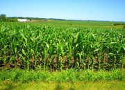 В Україні виробники кукурудзи відмовляються продавати зерно через низькі ціни