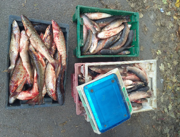 На Херсонщині інспектори Держпродспоживслужби здійснюють контроль у сфері безпечності риби та рибопродуктів