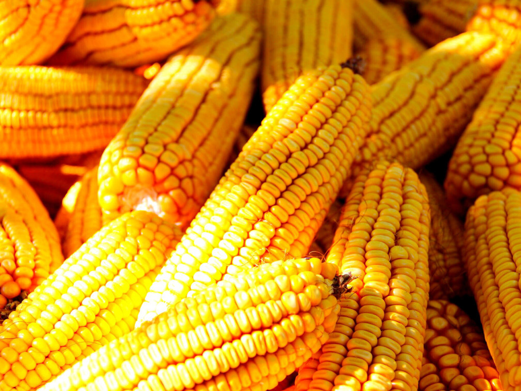 Україна за тиждень зменшила експорт кукурудзи на 40%