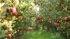 Попри заморозки, в Україні прогнозують більший урожай яблук, ніж торік