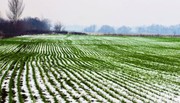 На Тернопільщині фермери зазнали багатомільйонних збитків через приморозки