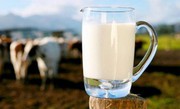 Селяни Вінниччини у розпачі – молоко приймають майже за безцінь