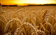 Названо новий ліміт обсягу експорту української пшениці врожаю 2020 року