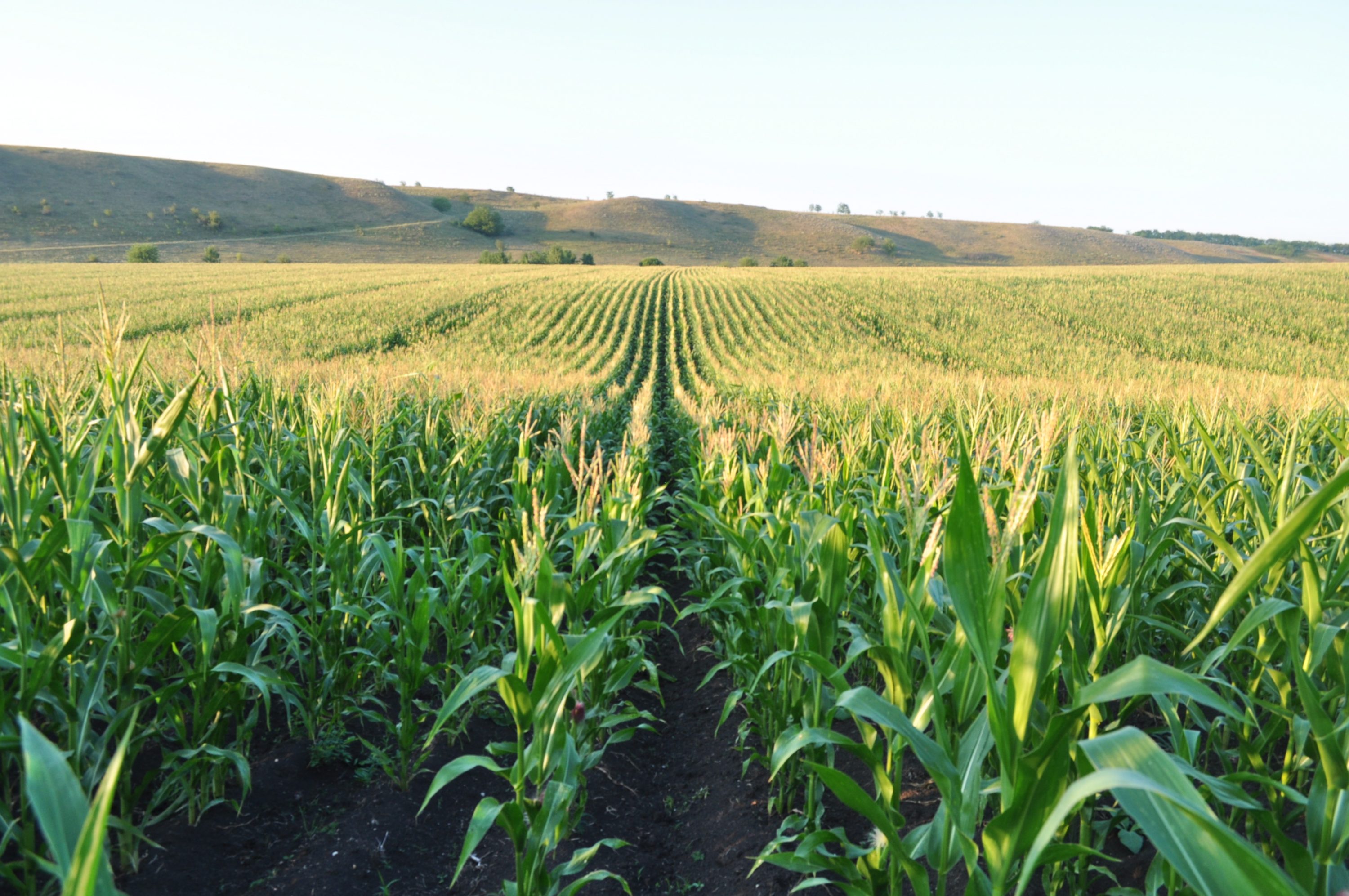 Травневі дощі сформували умови для рекордного врожаю кукурудзи в Україні – Укргідрометеоцентр