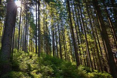 Верховна Рада ухвалила законопроект про національну інвентаризацію лісів