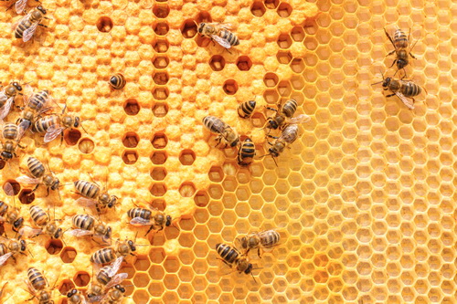 Експерт: У 60% випадків бджоли гинуть від паразитарних захворювань