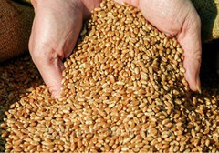 Єгипeт закупив на тендері 120 тисяч т української пшениці