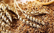 Нестача зерна в Держрезерві: відкрито кримінальне провадження