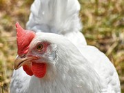 Птахівникам вигідніше експортувати м'ясо індиків і качок, ніж курятину