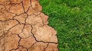 Аграрії Одещини оцінили збитки від посухи у більш ніж 570 млн грн
