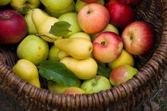 Врожай яблук та груш через весняні заморозки знизиться в Україні приблизно на 30%