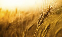 В ООН озвучили прогноз урожаю зернових в Україні