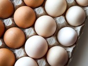 Україна суттєво скоротила виробництво та експорт яєць