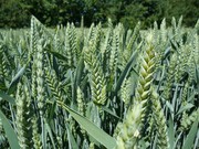 Зниження урожайності озимої пшениці на півдні України може сягнути 50%