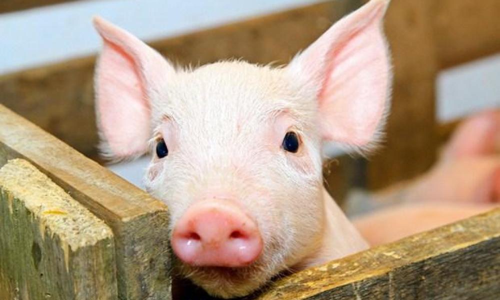 Нове свинарство: 20 млн. свиней до 2025 року, доступні ціни на м’ясо для населення