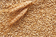 У 2020 році експорт українського зерна сягне 60 млн тонн, – УЗА