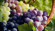 На Миколаївщині планують зібрати 20 тисяч т винограду