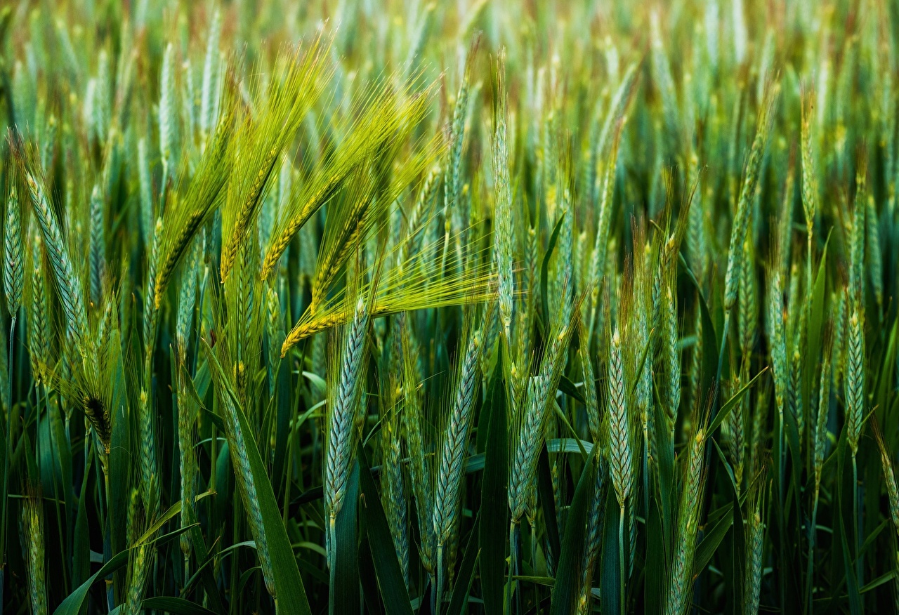 Спекотний червень з дощами сприятливо позначається на зернових в Україні – експерт