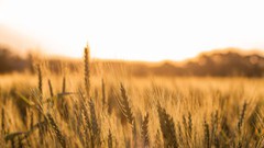 За рік запаси зерна в українських сховищах зменшилися на 9%