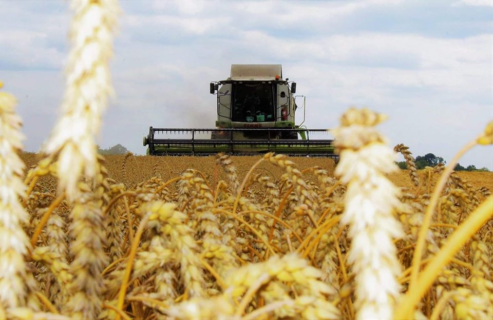 Україна може вдвічі збільшити врожайність пшениці – експерт