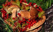 Влада Полісся назвала ліміти на заготівлю ягід і грибів