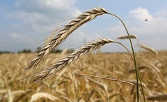 В УЗА назвали обсяги врожаю основних зернових культур у 2020/2021 МР