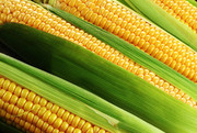 Зниження прогнозу виробництва в США посилить попит на українську кукурудзу нового врожаю, – прогноз