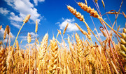 Стало відомо, чому зростають ціни на українську пшеницю