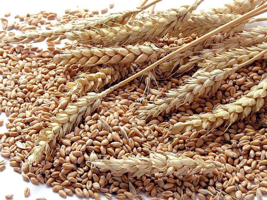 Співвідношення обсягу запасів і споживання зернових може сягнути максимальних значень за двадцять років
