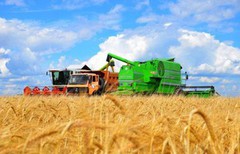 В США зібрали понад 55% озимої пшениці