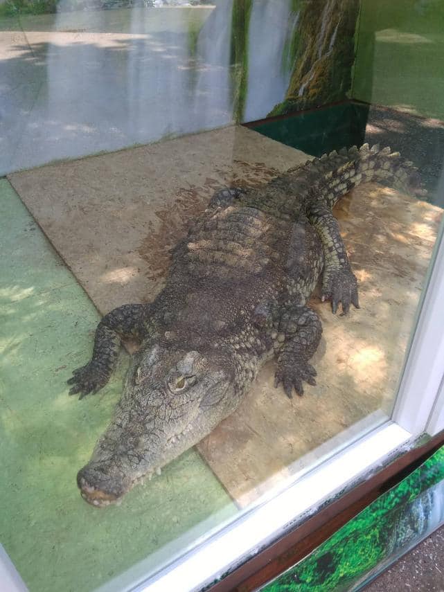 На Херсонщині крокодилова ферма виявилася пересувною виставкою