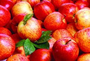 Цього сезону урожай промислових яблук перевищить минулорічний на 40%, – Т.B. Fruit
