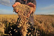 На півдні Миколаївщини завершується збір ранніх зернових