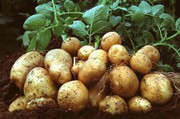 Україна увійшла у ТОП-3 країн, найбільших споживачів картоплі у світі