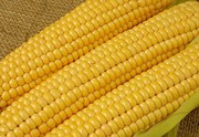 Аграрії експортували понад 270 тисяч т кукурудзи з початку сезону