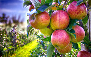 В Україні стартував сезон яблук: ціни вдвічі вищі, ніж торік