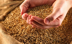 В портах ростуть ціни на українську пшеницю попри загальносвітові тенденції зниження