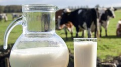 Незважаючи на завершення сезону, попит на українське молоко продовжує знижуватись