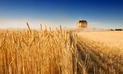 В Україні оприлюднено регіони з найвищою врожайністю ранніх зернових та зернобобових культур