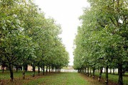 Промислові горіхові сади можуть стати візитівкою Поліського садівництва