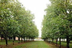 Промислові горіхові сади можуть стати візитівкою Поліського садівництва