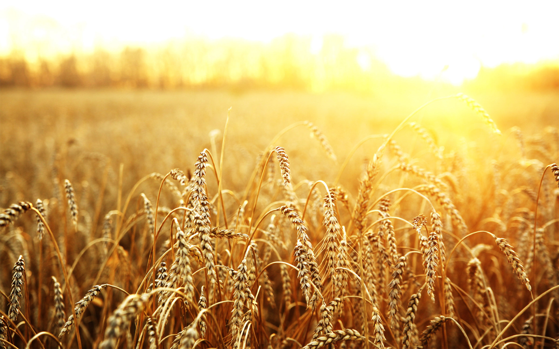 Жнива-2020: В Україні вже зібрано 14,8 млн т зерна та олійних